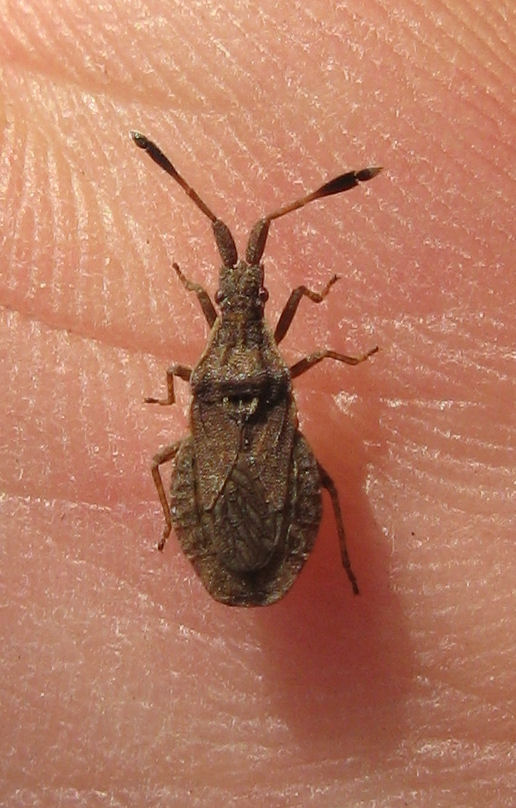 Heteroptera del 